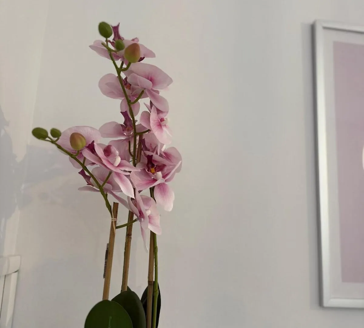 Rose Arlesien Apartment France